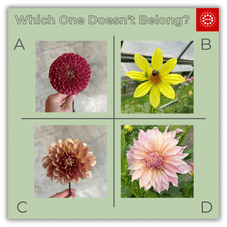 Flowers for Blog